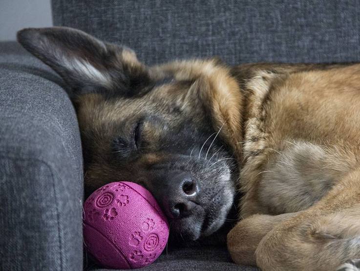 Berliner Tiertafel e. V. | auf dem dunkelgrauen Sofa mit dem Kopf an der Lehne ruhender Schäferhund mit violettem Spielball zwischen Sofalehne und Hundeschnauze