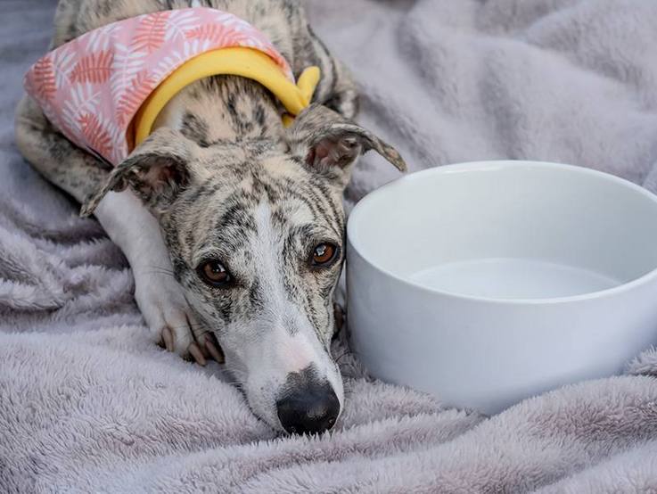 Berliner Tiertafel e. V. | Windhund, der auf einer Decke mit dem Kopf neben einem leeren Futternapf liegt