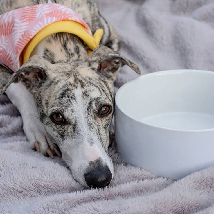 Berliner Tiertafel e. V. | Windhund, der auf einer Decke mit dem Kopf neben einem leeren Futternapf liegt