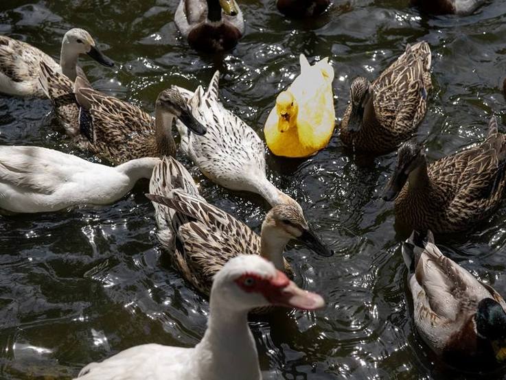 "Die goldene Ente" im Teich des Tierparks Hattersheim inmitten einer Entenschaar